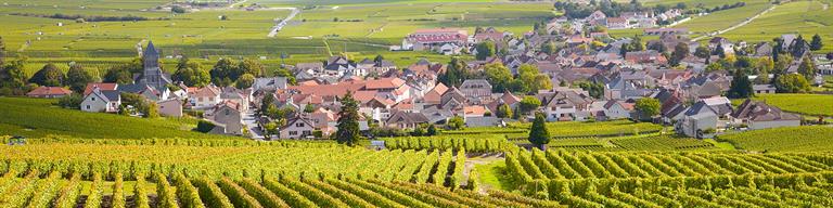 Burgundy Fine Wine Vineyard