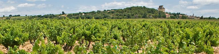 Châteauneuf-du-Pape Vineyard Fine Wine