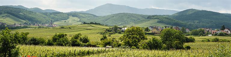 France Vineyard Fine Wine