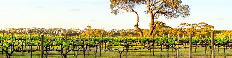 Australia Vineyard Fine Wine