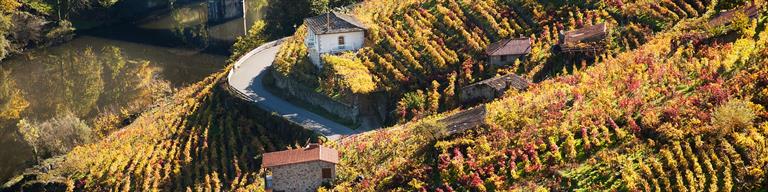 Spain Vineyard Fine Wine