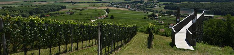 Austria Burgenland Vineyard