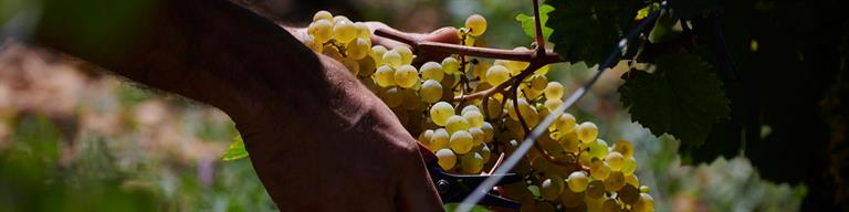 White Burgundy Fine Wine