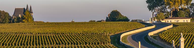 Red Bordeaux Vineyard Fine Wine