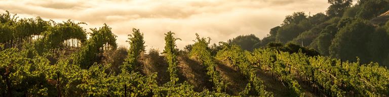 United States Vineyard Fine Wine