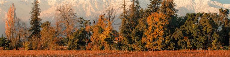 New World Vineyard Fine Wine