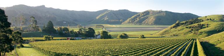 New Zealand Vineyard Fine Wine