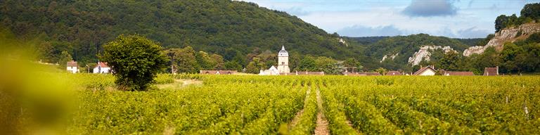 Chambolle-Musigny Vineyard Fine Wine