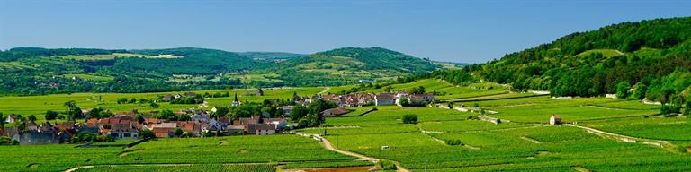 Chassagne-Montrachet Vineyard Fine Wine